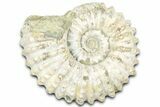 Bumpy Ammonite (Douvilleiceras) Fossil - Madagascar #361145-1